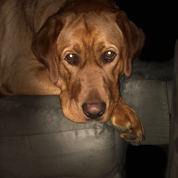 Meet your Posher, Nicole - Picture 2 of 3